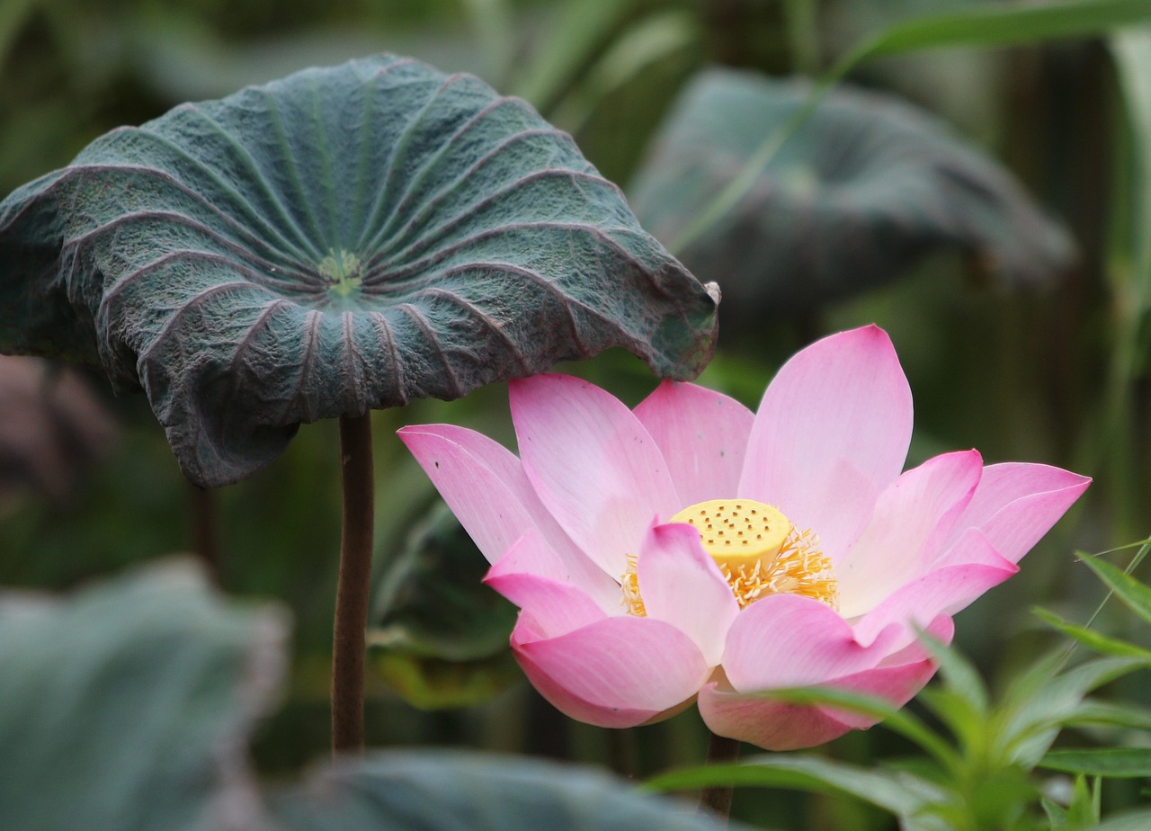 Top 20 Lotus365: Step-by-Step Guide for India (2026)
